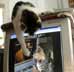 Arni the cat
