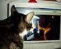 Ole the cat