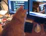 P.J. the cat