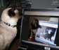 Mikado the cat