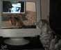 Hogar the cat