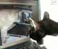 Kala the cat