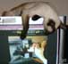 Skye the cat