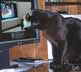 Pancha the cat