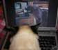 Whisky the cat