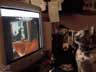 Ripley the cat