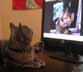 Maxine the cat