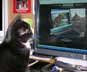 Annie the cat