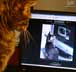 Bagheera the cat