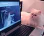 Kitty Pearlofpride the cat