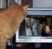 Daiane the cat