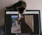 Lytse the cat