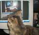 Monica the cat
