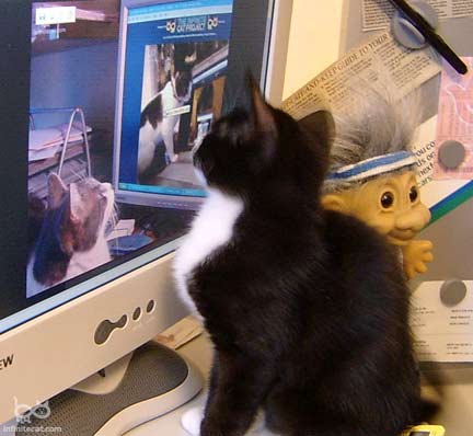 Spats the kitty cat